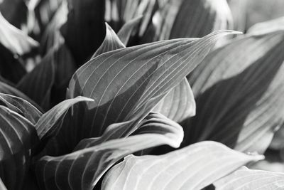 Close-up of plant against blurred background