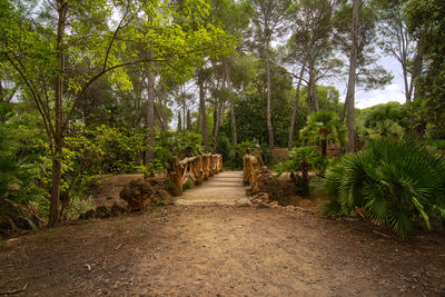 Footpath amidst trees in forest