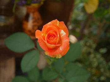 Close-up of rose against blurred background