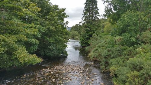 River amidst trees in forest against sky