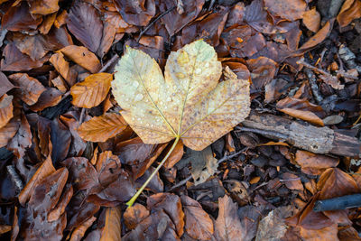 High angle view of maple leaves on street