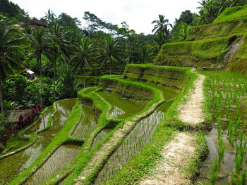 Scenic view of rice paddy against sky