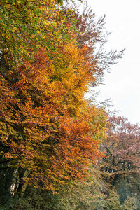 Close-up of autumn tree against sky