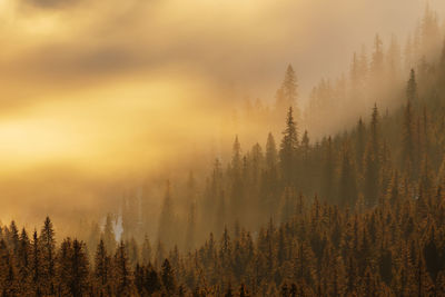 Scenic view of forest against sky during sunset