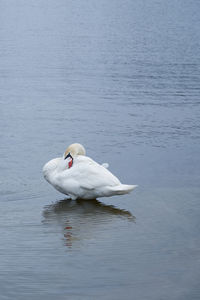 White swan making facepalm on the baltic sea coast in finland