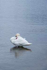 Swan swimming in lake