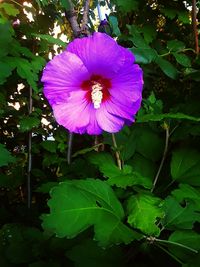 Close-up of purple flower blooming outdoors