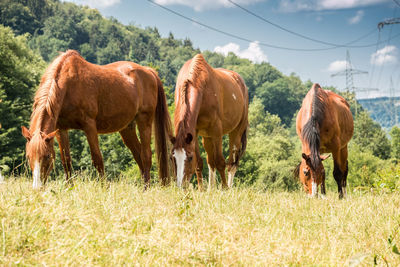 Cows grazing in a field