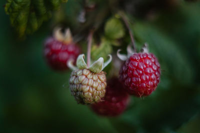 Close-up of strawberry growing on plant