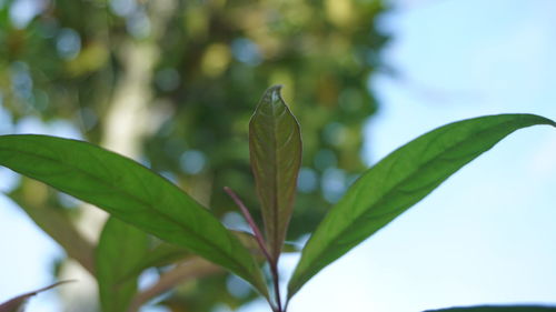 Close-up of green leaves