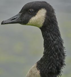 Close-up of a bird