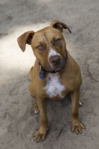 High angle view of friendly tan pit bull terrier with white markings standing on beach looking up