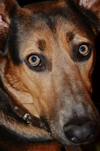 Close-up portrait of a dog