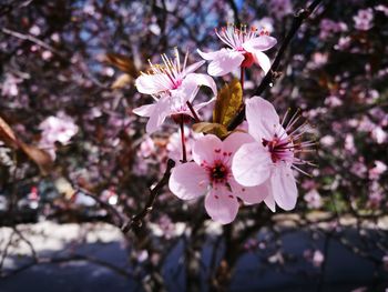 Close-up of apple blossoms in spring