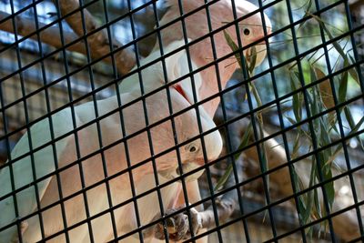 Close-up of cockatoos in cage at zoo