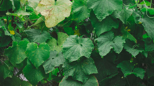 Growing bushes of cucumbers with green leaves in the vegetable garden on a summer day