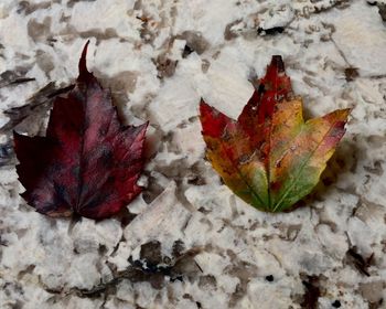 Close-up of maple leaf on autumn leaves