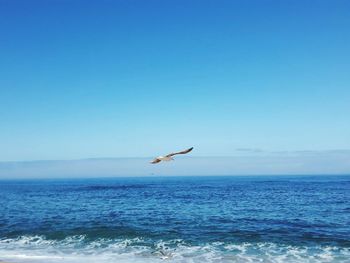 Seagull flying over sea against blue sky