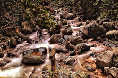 Scenic view of river in forest