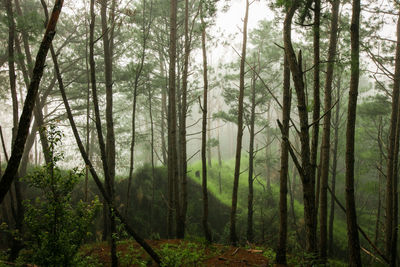 Trees in forest