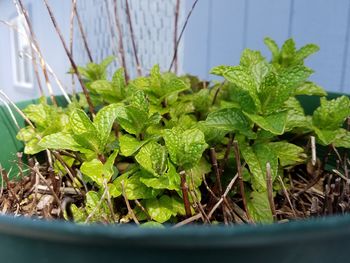 Close-up of fresh green plant