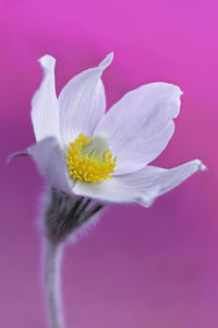 Close-up of fresh pink flower against white background