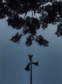 Low angle view of tree against sky