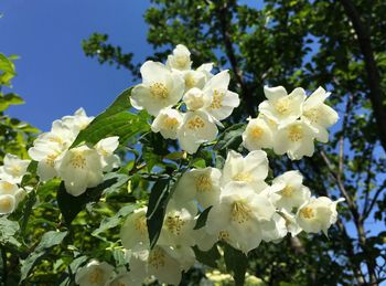 Low angle view of white flowers blooming on tree