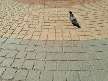 High angle view of pigeon on footpath