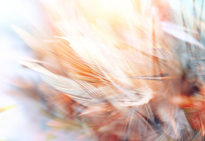 Close-up of feather against blurred background