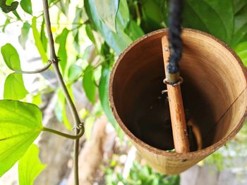 Close-up of plant growing by tree