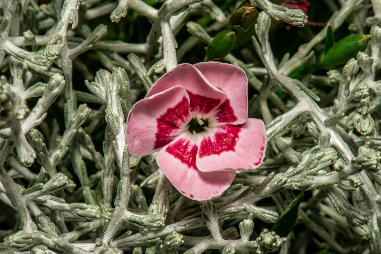 CLOSE-UP OF PINK ROSE FLOWER