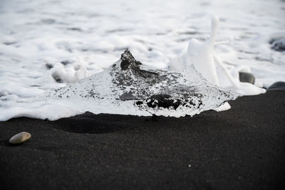 Close-up of dead fish on beach