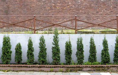 Plants growing against brick wall