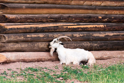 An old white domestic goat lies next to a log house on the grass on a summer day