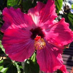 Close-up of pink flower