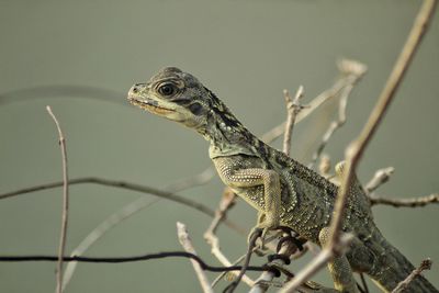 Close up of a young sail-fin lizard perching on the tree