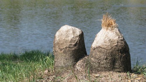 View of an animal on rock