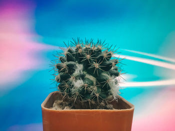 Close-up of cactus in pot