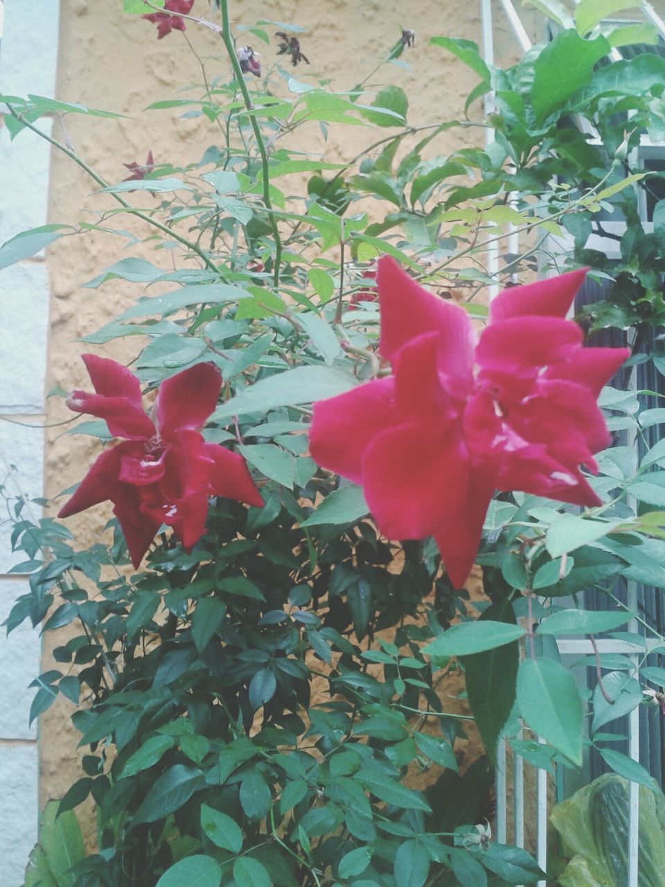 flower, growth, petal, freshness, plant, fragility, leaf, red, flower head, beauty in nature, nature, blooming, pink color, potted plant, wall - building feature, close-up, day, in bloom, no people, outdoors