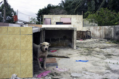 Dog in a building