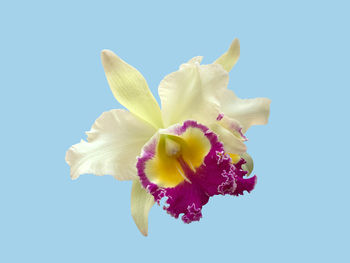 Close-up of fresh blue flower against white background