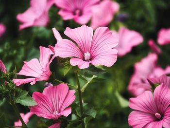 Close-up of pink flowering plants in park