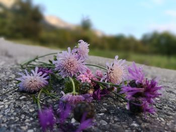 Close-up of pink flowering plant in field