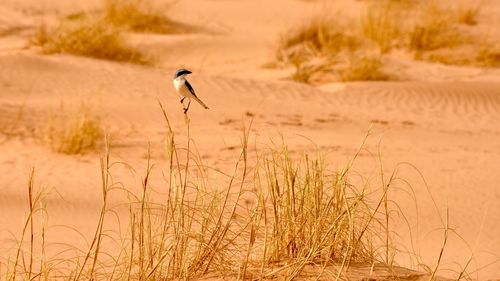 Desert bird