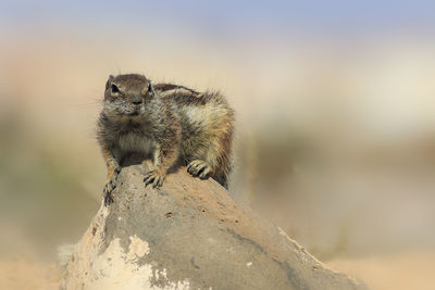 Barbary ground squirrel  on a rock in fuerteventura spain.