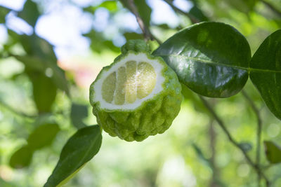 Close-up of fruit growing on tree