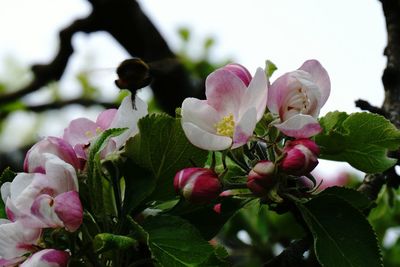 Close-up of pink flowers