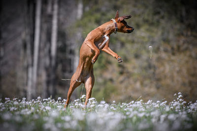 Rhodesian ridgeback dog jumping on a land with white flowers