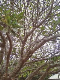 Low angle view of trees in forest